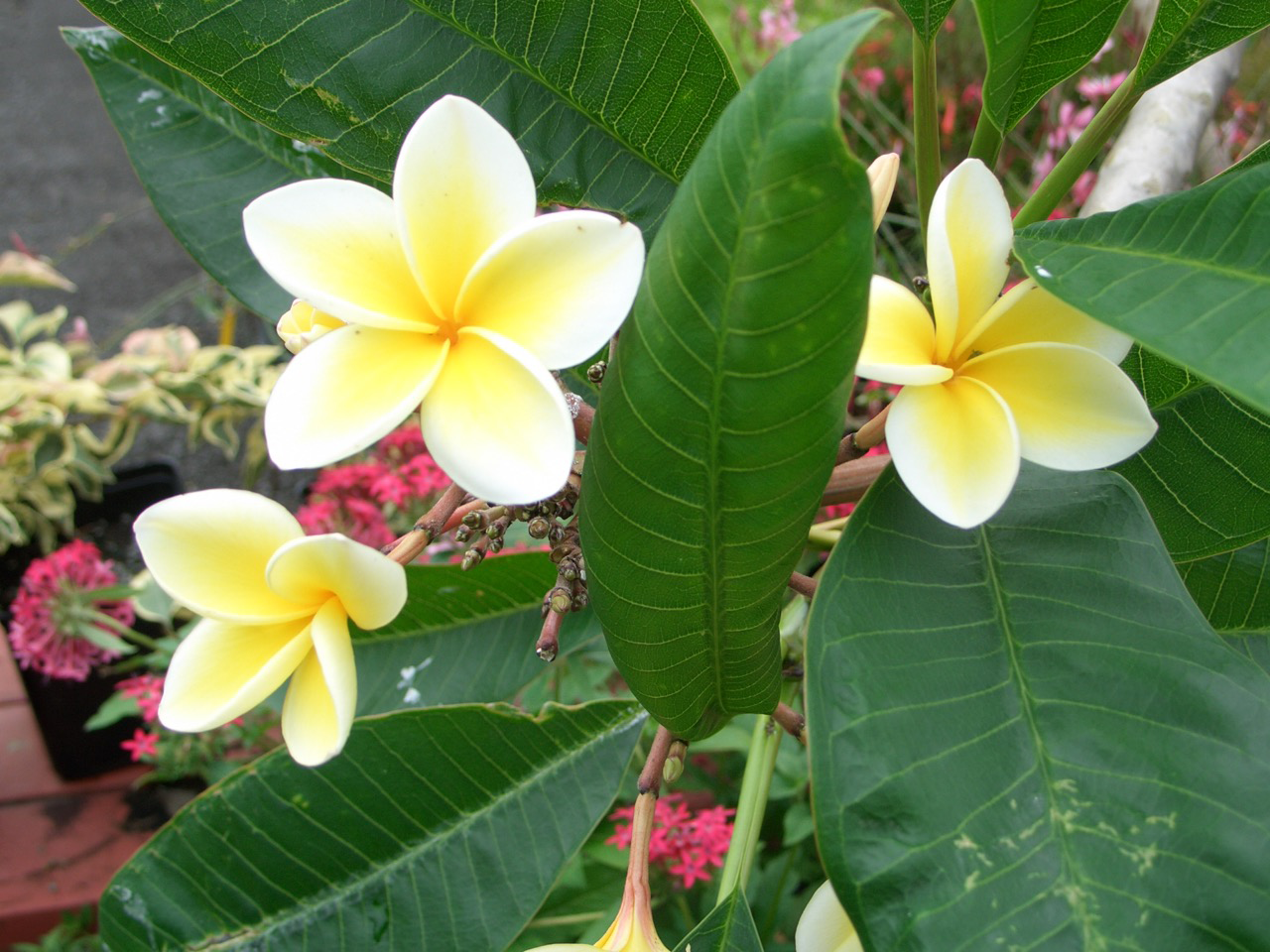 Paradise Plants Home and Garden Center – Quality furniture, home decor