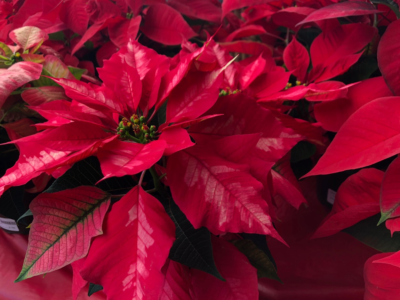 Poinsettias and Norfolk Pines